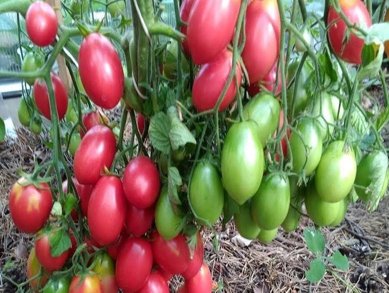 Удивительные томаты «розовый изюм»: описание сорта, урожайность, достоинства и недостатки