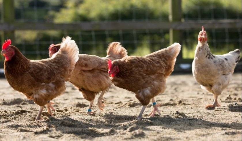 Выпадение яйцевода у кур — как лечить и что делать, причины