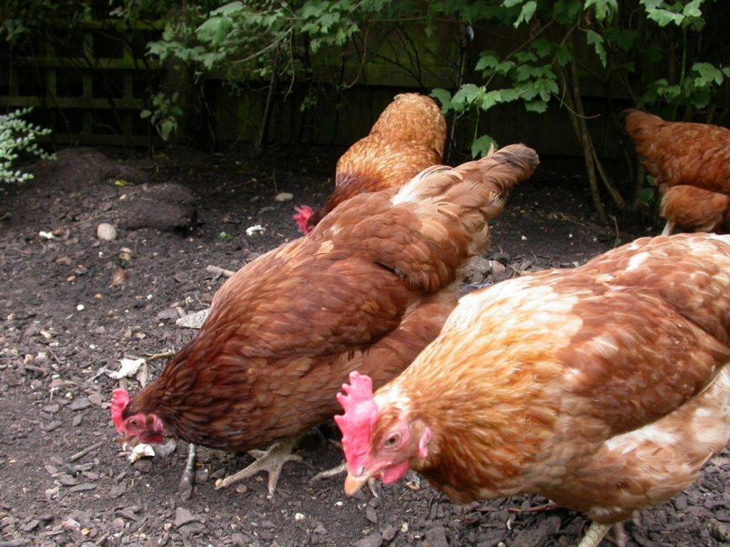 Как определить возраст курицы несушки: рассказываем обстоятельно