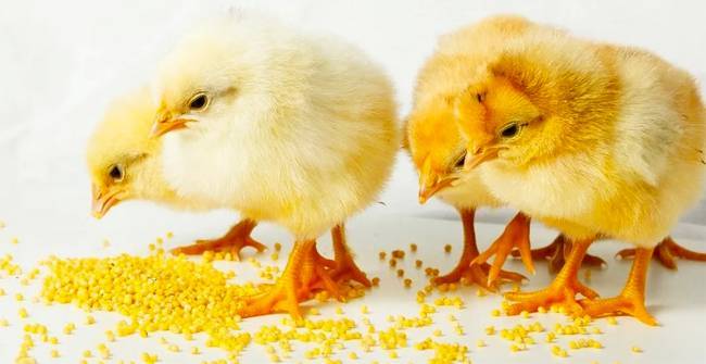 Сорняки для кормления кур и цыплят: какую траву лучше давать птице, нормы кормления и рецепты полезных мешанок
