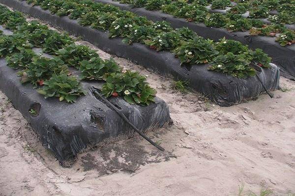 Как правильно посадить клубнику под спанбонд или пленку