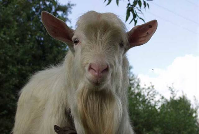 Дойные козы: какая порода дает много молока?