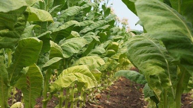 Душистый табак: выращивание в открытом грунте
