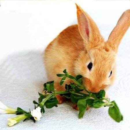 Можно ли кроликам давать тыкву и ее ботву, в каких количествах