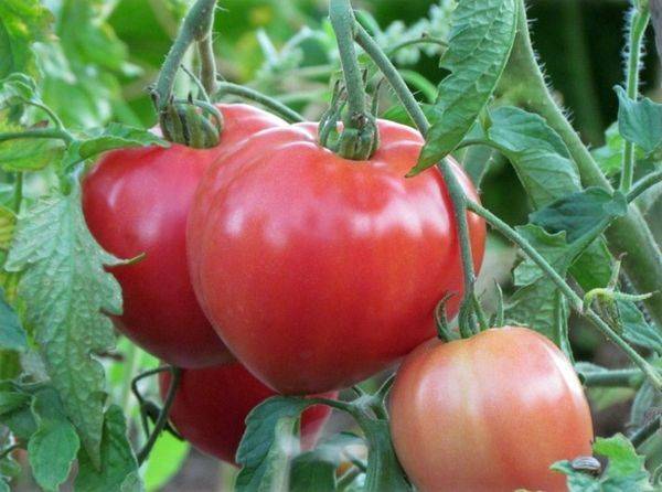 Всё о среднепоздних сортах томатов: за что мы их любим и как правильно их выращивать