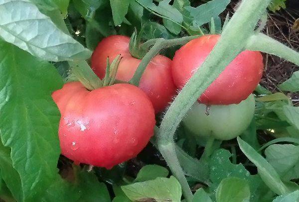 Характеристики и описание разных сортов томатов-гигантов