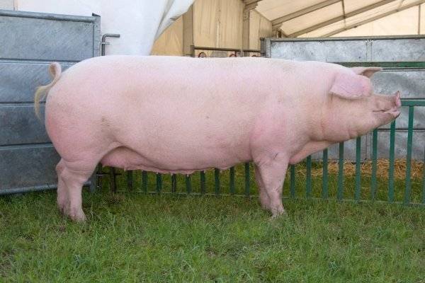 Описание и характеристики свиней породы Ландрас, условия содержания и разведение