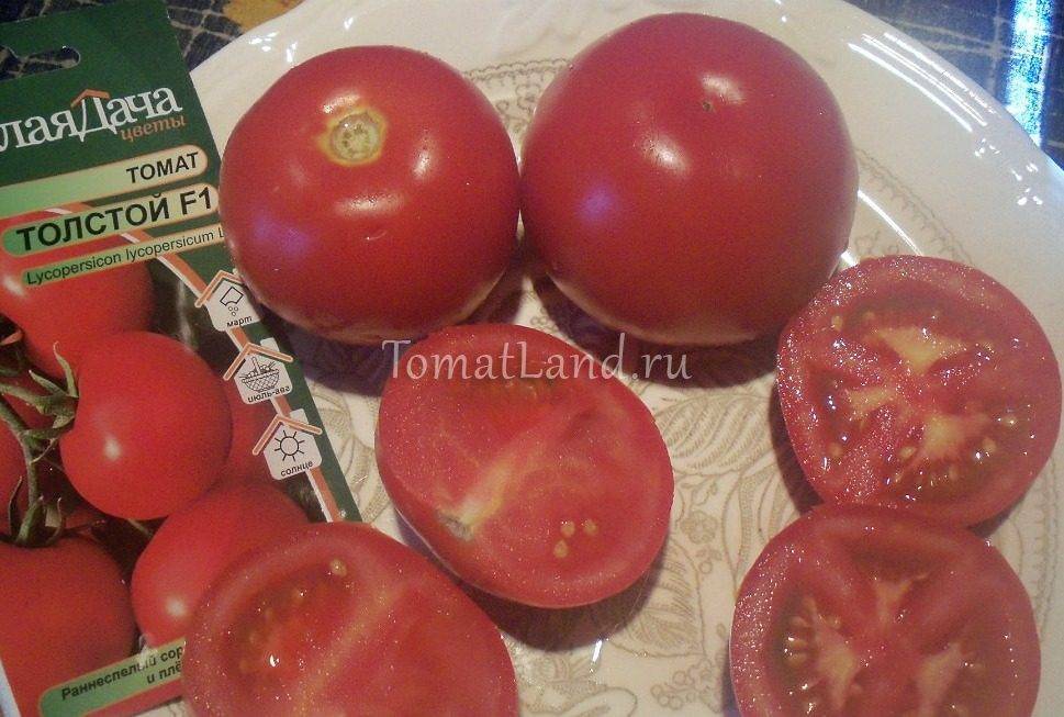 Забываем о рассаде с сортом помидор «безрассадный»: описание томатов, особенности выращивания