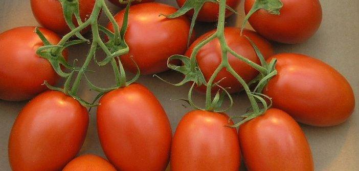 Сорт боец – неприхотливый томат сибирской селекции: описание, характеристики, отзывы садоводов