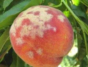 Как бороться с вредителями персика