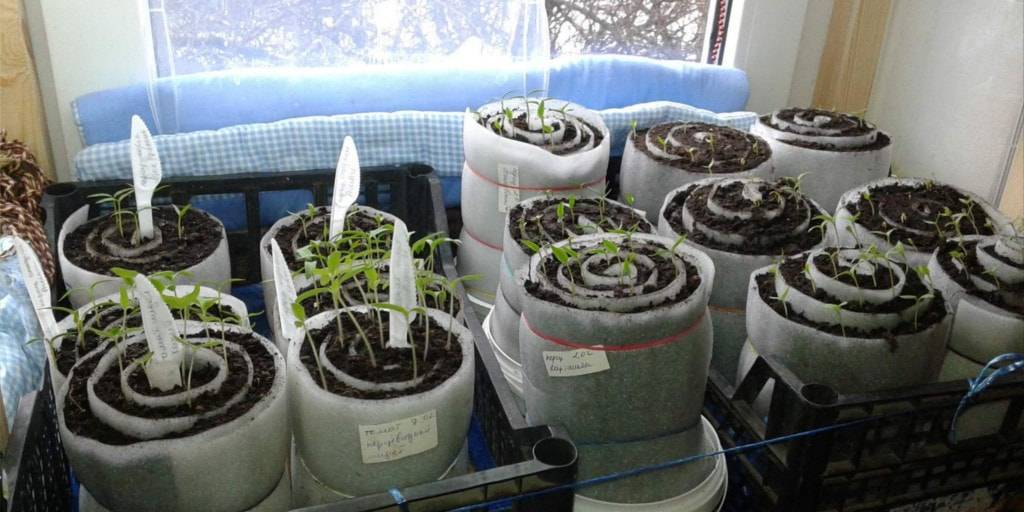 Коротко о способах и технологиях выращивания томатов