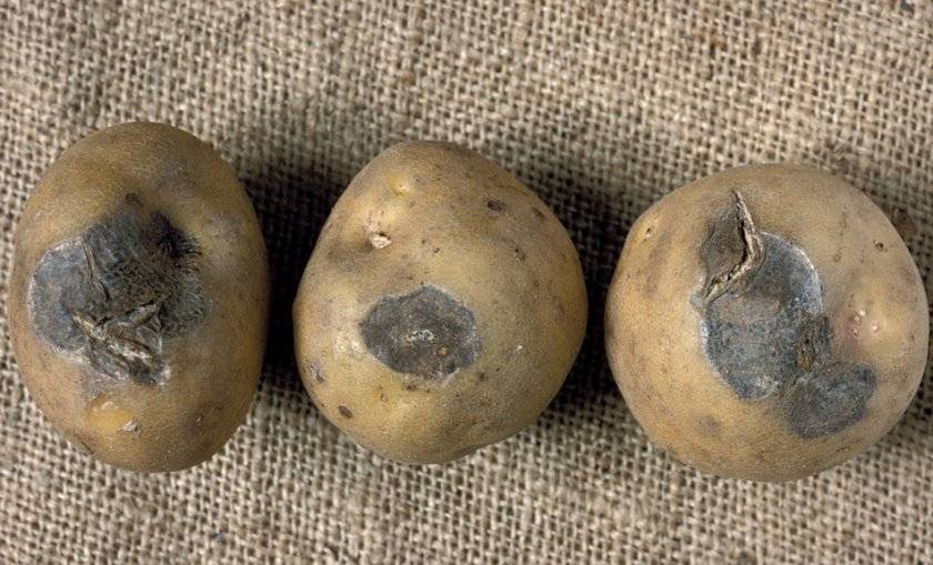 Альтернариоз картофеля: описание, лечение и профилактика