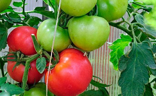 Описание сорта томата Станичник, особенности выращивания и ухода