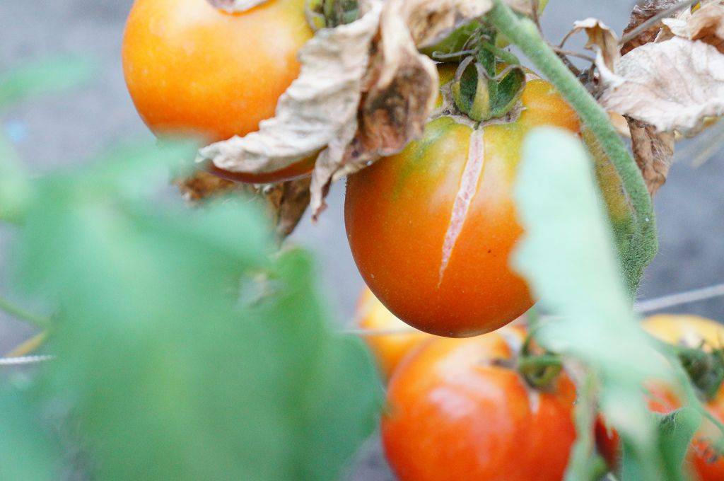 Самые эффективные методы лечения фузариозного увядания томатов: инструкции, по которым справится даже новичок