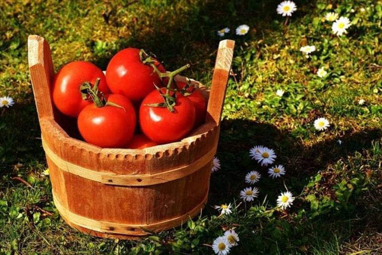Посадка помидор по китайскому методу: преимущества и технология выращивания
