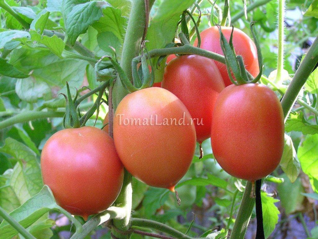 Сорт томатов де барао: царский, черный, красный, розовый, золотой