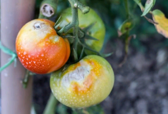 Какие бывают болезни помидорной рассады: фото, описание, лечение