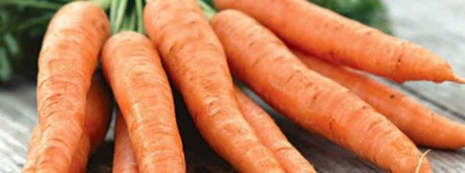 Выращивание моркови и сорта