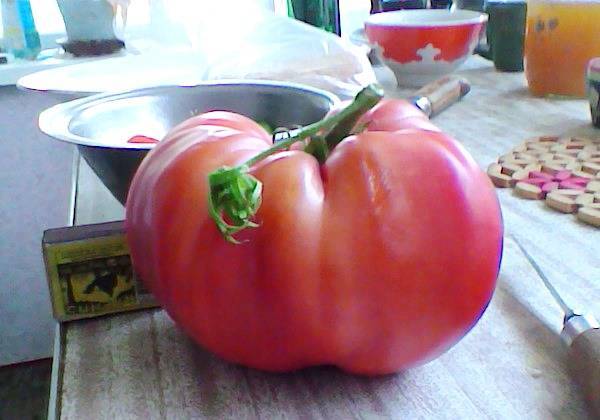 Малиновый гигант: салатный помидор отличного вкуса