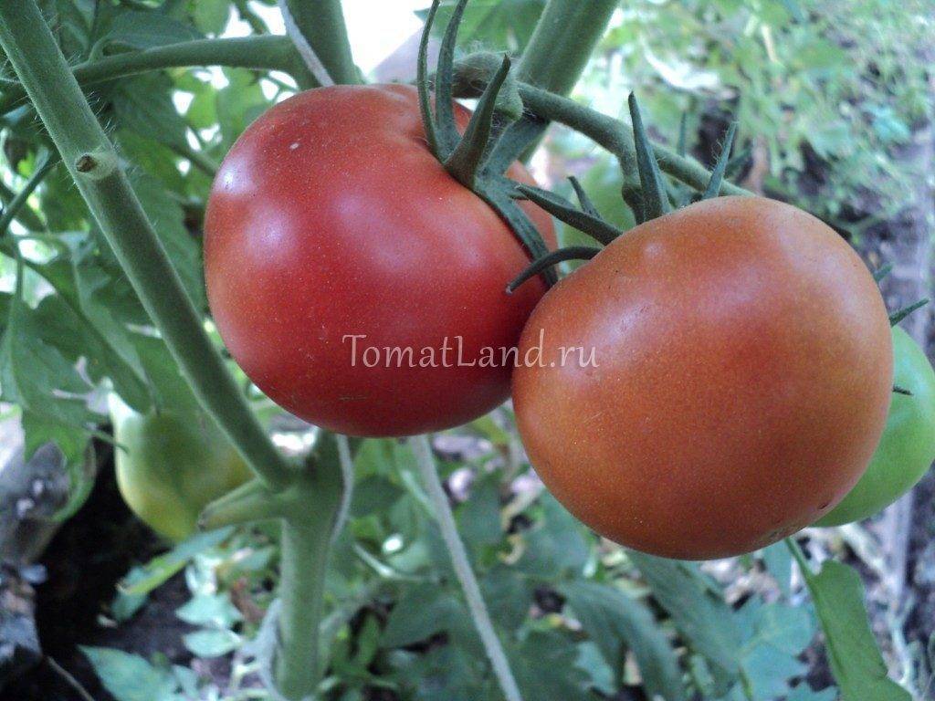 Ранний малыш-томат дубок