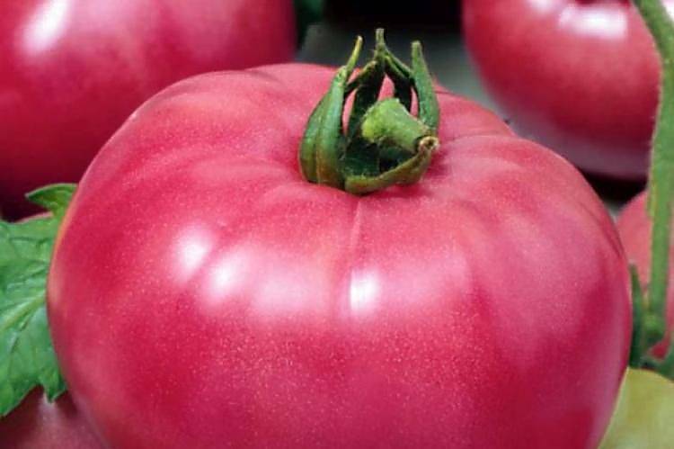 Описание сорта томата Моя семья, особенности выращивания и урожайность