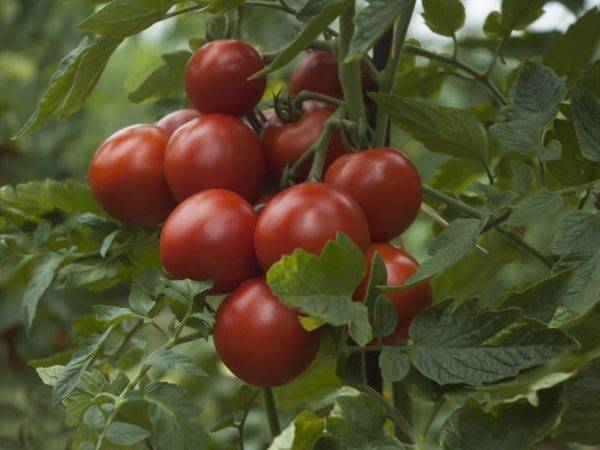 Выращивание томата оля