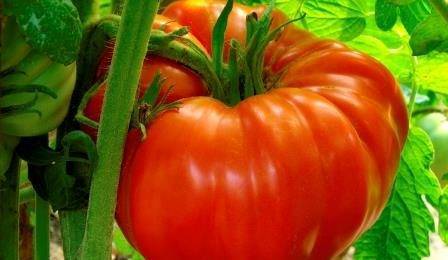 Томат красный трюфель — описание сорта, фото, урожайность и отзывы садоводов