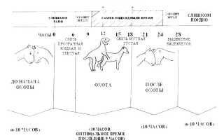Способы кастрации козлов и козлят
