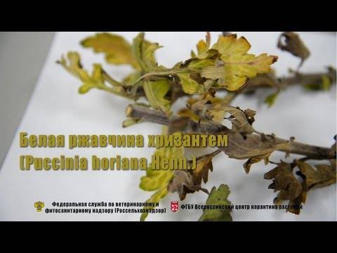 Хризантемы болезни и вредители фото