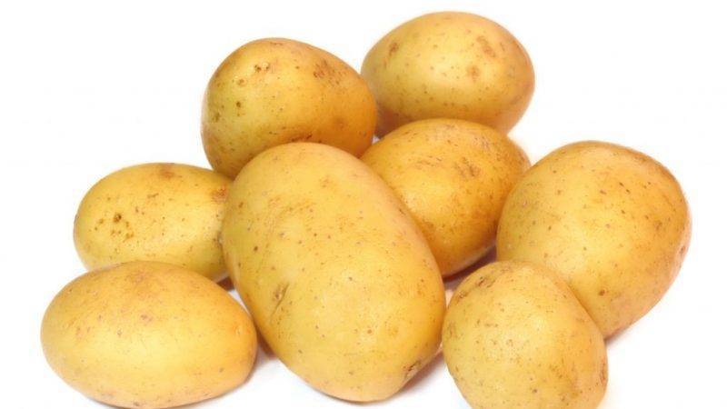 Высокоурожайный, неприхотливый столовый сорт картофеля «инноватор»