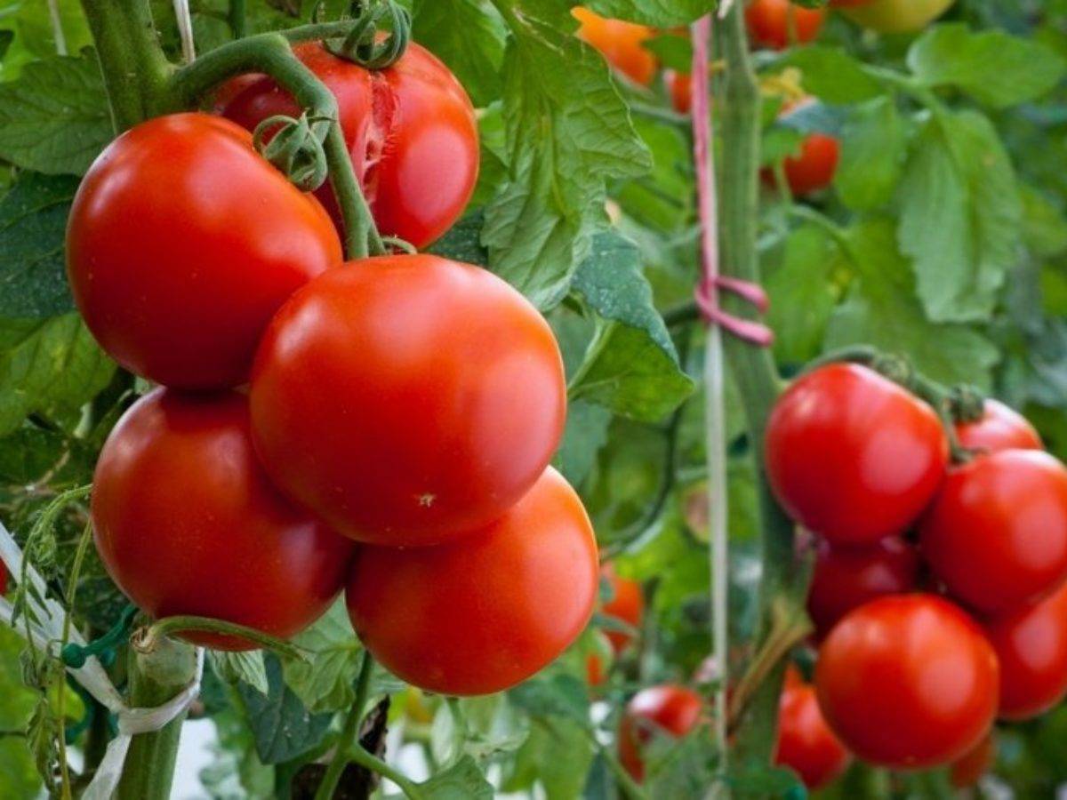 Характеристика и описание сорта томата Крайний север, его урожайность