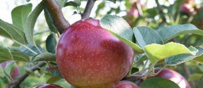 Лучшие сорта колонновидных яблонь для подмосковья