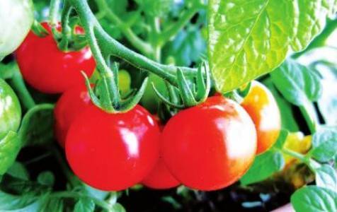 Описание сорта томата ред робин, особенности выращивания и ухода