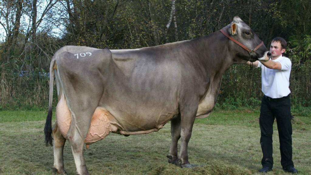 Описание и характеристика коров шведской породы, особенности содержания