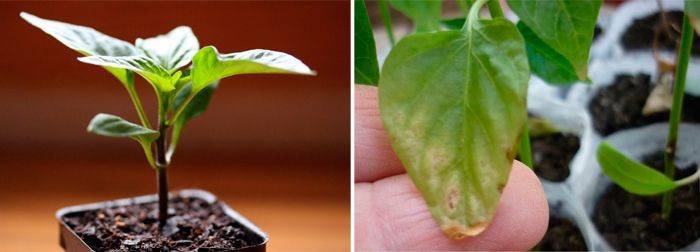 Болезни рассады сладкого перца в картинках: фото листьев, меры борьбы, лечение
