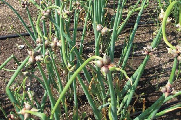 Лучшие рекомендации по выращиванию лука роми: как получить высокий урожай красного сорта?