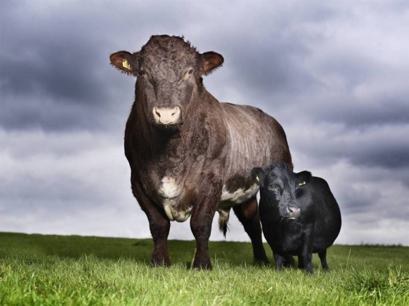 Кормление и содержание быков-осеменителей, использование и особи-гиганты