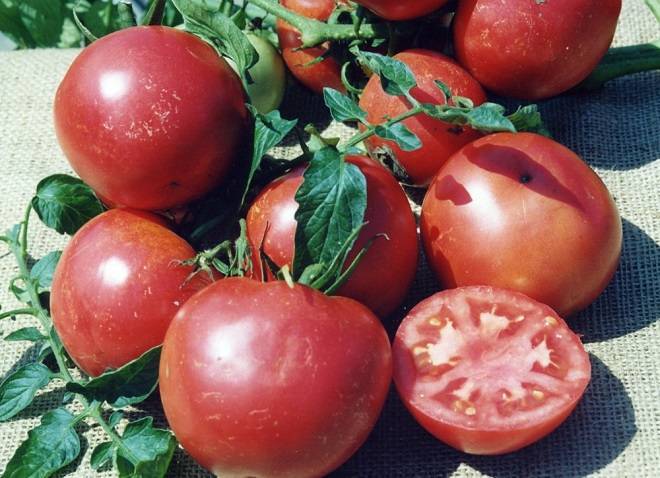 Помидор, который можно выращивать на балконе — сорт томата «титан»: фото и общее описание