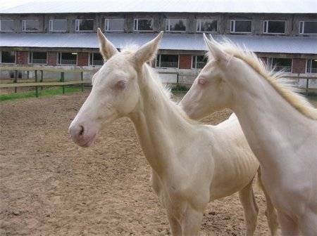 Особенности лошадей изабелловой масти: в чем их ценность?