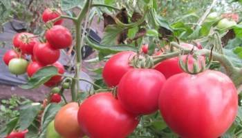 Томат пиноккио — описание сорта, урожайность, фото и отзывы садоводов