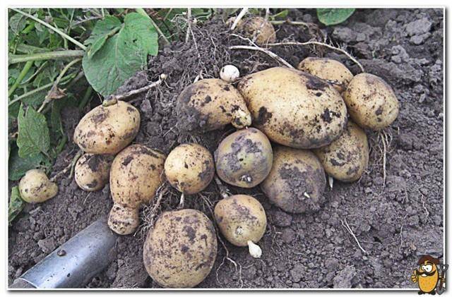 Сорт картофеля – санте: описание, качества, посадка и уход