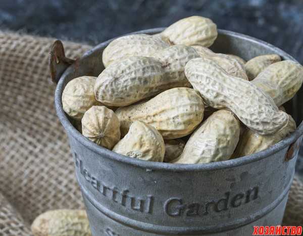 Выращивание арахиса самостоятельно: правила посева, ухода, сбора урожая