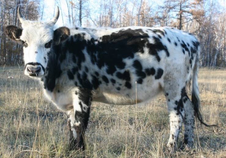 Описание и характеристика породы якутских коров, правила их содержания