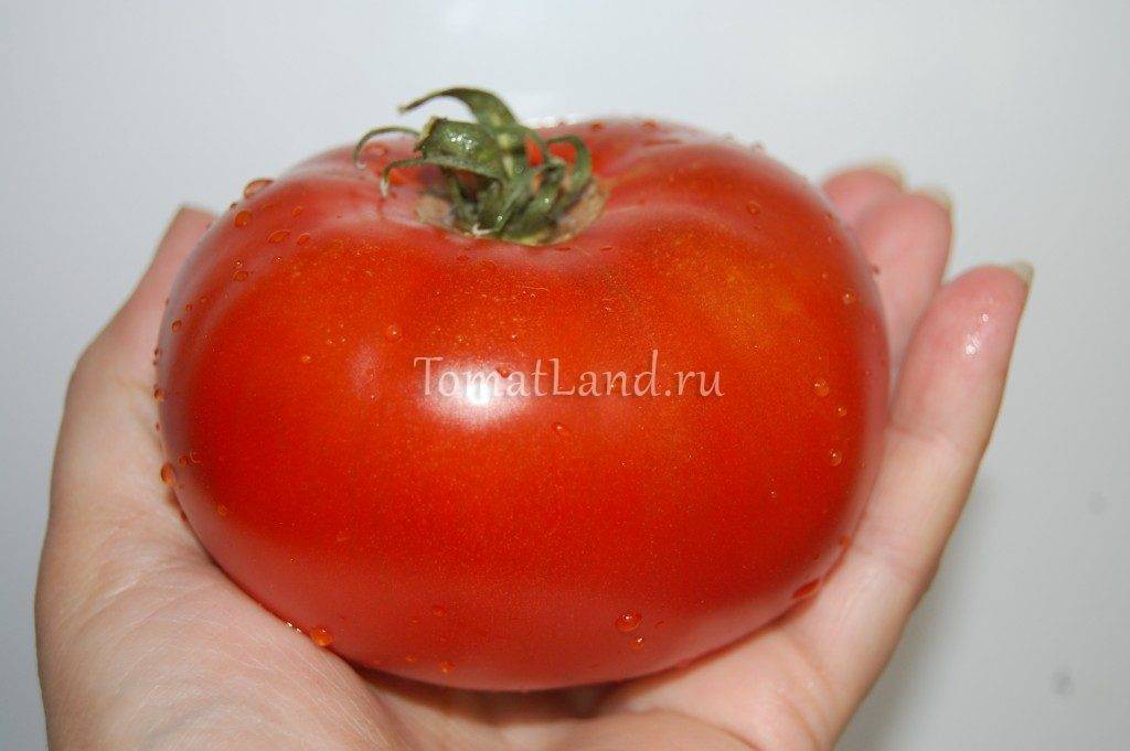 Томат король сибири — описание сорта, фото, урожайность и отзывы садоводов
