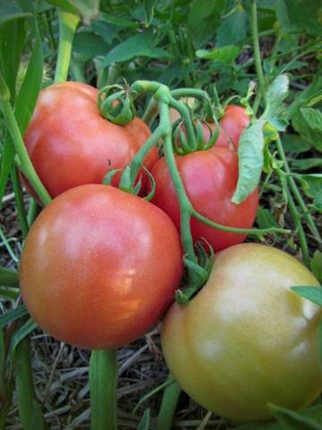 Характеристика сорта томатов «тайана»