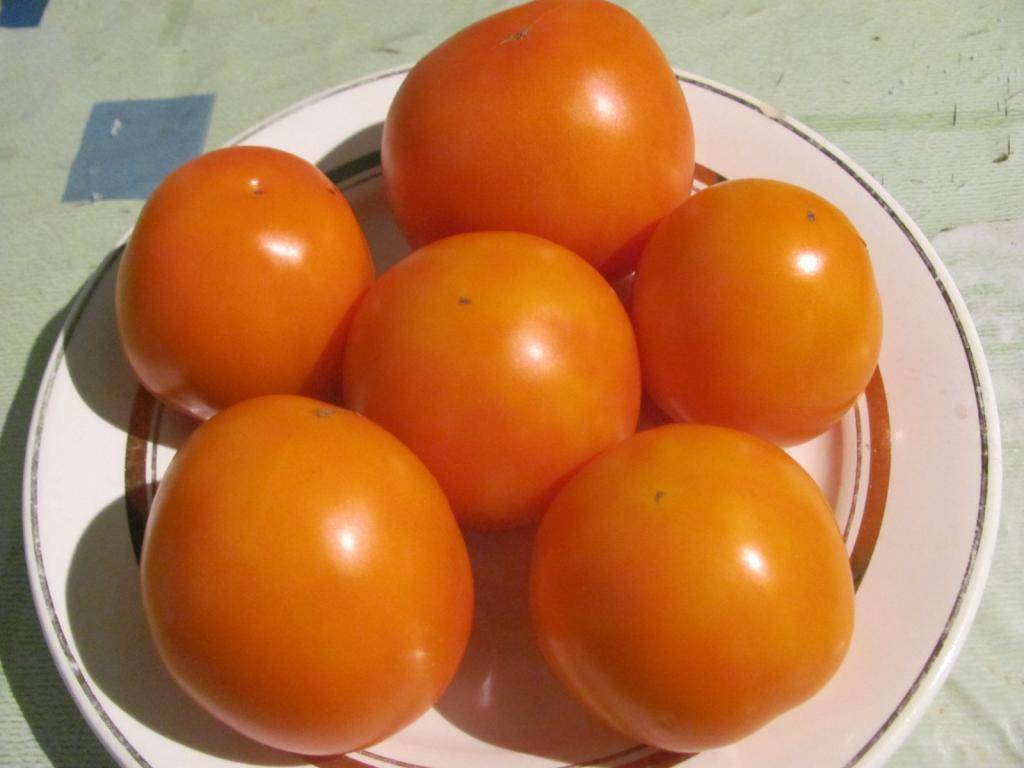 Чистое золото в помидорной теплице — описание гибридного сорта томата «золотая теща»