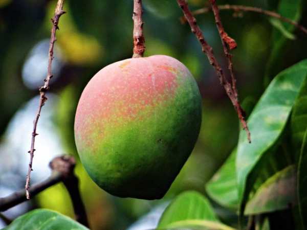 Выращивание манго в домашних условиях