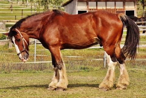 Сколько в среднем весит лошадь: определение веса
