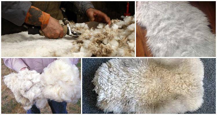 Овцеводство: особенности и перспективы разведения