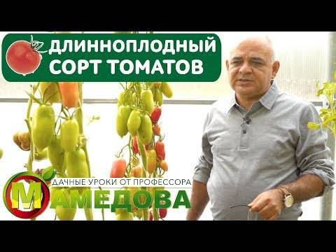 Томат симпатяга: характеристика и описание сорта, урожайность с фото